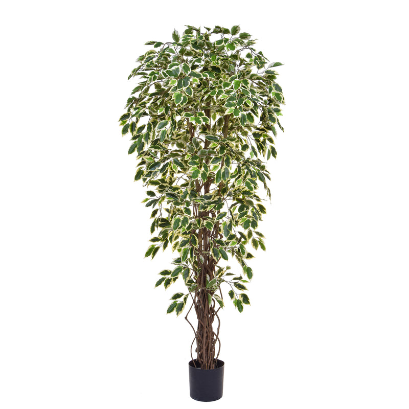 Artificial Ficus Liana Variegated Tree 180cm Artificial Elegance