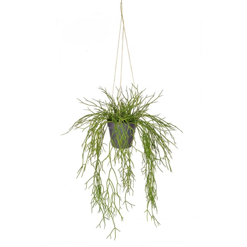 Artificial Hanging succulent Artificial Elegance