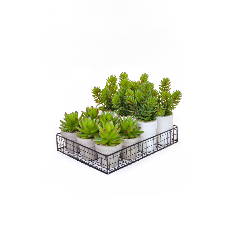 Artificial Succulent Mix Tray 12 Pieces Artificial Elegance