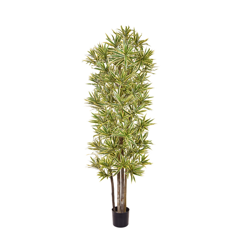 Artificial Dracaena Song of India Tree 180cm Artificial Elegance
