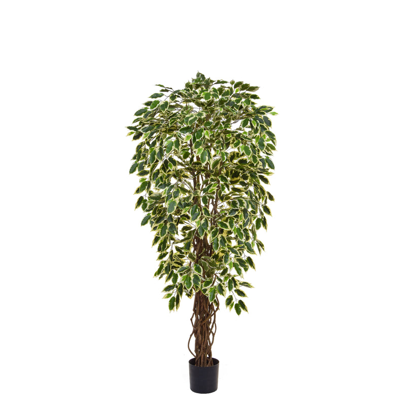 Artificial Ficus Liana Variegated Tree 150cm Artificial Elegance