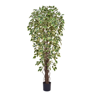 Artificial Ficus Liana Variegated Tree 180cm Artificial Elegance