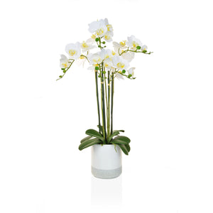 Artificial Phalaenopsis Orchid White in Pot Artificial Elegance