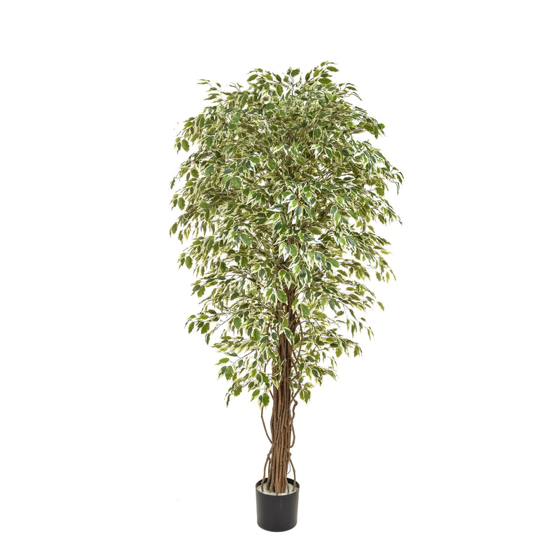 Artificial Ficus Liana Variegated Tree 180cm Artificial Elegance