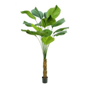 Artificial Palm Licuala Gradis 200cm Artificial Elegance