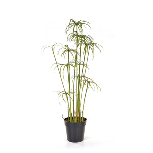 Artificial Cyperus Alerni in Pot 86cm Artificial Elegance